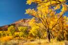 USA, New Mexico, Jemez National Recreation Area. Cliff and cottonwood trees in autumn. Art Print